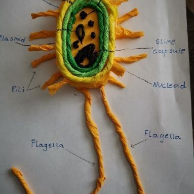 tsa_HomeLearningScience (49)